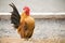 Chicken was finding for food outside hen-house