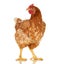 Chicken on white background, object, one closeup animal