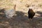 Chicken white and black hens in the garden farmyard