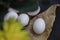 Chicken white egg on dead leafs  , black background chicken eggs, foreground blur subject focus