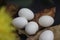 Chicken white egg on dead leafs  , black background chicken eggs, foreground blur subject focus  chiken g nest