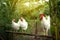 Chicken White Leghorn family in farming garden organic in the backyard.