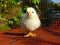 Chicken - white yellow chick gallus domestic Gallus gallus f. domestica