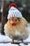 Chicken in the winter with thick wool hat. Seasons greetings
