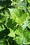 Chicken wire fencing with lush green leaves from vegetable garden growing between square openings