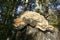 Chicken of the woods, an edible mushroom growing on a dead tree stump