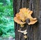 Chicken of the woods fungi