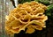 Chicken of the woods fungi