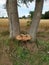 Chicken Of The Woods Fungus