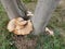 Chicken Of The Woods Fungus