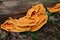 Chicken of the Woods Laetiporus sulphureus growing on a Hardwood stump in the Forest. This wild foraged edible mushroom is con