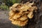 Chicken of the woods mushroom - Laetiporus sulphureus