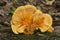 Chicken of the woods mushroom on log in forest, Connecticut.