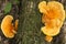 Chicken of the woods mushroom on log in forest, Connecticut.