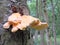 Chicken Of The Woods, Sulphur Polypore growing on the bark of a tree in woodland