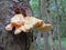 Chicken Of The Woods, Sulphur Polypore growing on the bark of a tree in woodland