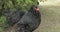 Chicken in the yard near tree. Black chicken in village