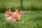 Chicken in the yard in rural environment