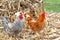 Chickens - Adult Male Roosters