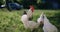 Chickens along with a young rooster pecking forage in a field on the green grass on the farm in the summer sunset