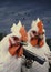 Chickens animal hen rooster red farm birds nature food feather poultry with guns, gang crime