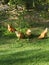 Chickens in the back yard cluck cluck