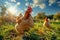 Chickens on a Beautiful Lawn Near Farm, Ideal Green Eco-Farm for Raising Chickens, Eco Bio Hen Farm Meadow