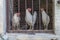 Chickens behind a barred window