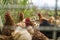 Chickens Behind Fence Standing All Together in Farm Life