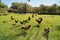 chickens and birds in the field, parque de la paloma