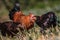 Chickens Birds Looking For Food In A Farm Kajiado County Kenya East Africa