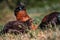 Chickens Birds Looking For Food In A Farm Kajiado County Kenya East Africa