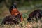 Chickens Birds Looking For Food In A Farm Kajiado County Kenya East Africa