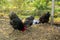 Chickens black australorp looking for food and eating in the backyard farming.