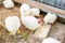 Chickens broilers on the farm. Selective focus