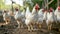 Chickens broilers on the farm. Selective focus. Generative AI,