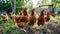 Chickens broilers on the farm. Selective focus. Generative AI,