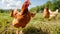 Chickens broilers on the farm. Selective focus. Generative AI,