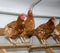 Chickens in a brooder house