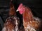 Chickens in the chicken coop. Chicken farm. Agriculture.