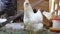 Chickens in the chicken coop. Domestic bird. Barn