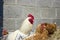 Chickens and cock peeking out of a bale of hay