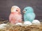 Chickens colored babies. Pink and blue Chicks communicate with each other. Hay, white eggs. Shell