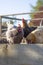 Chickens, Columbine in the foreground and Buff Orpington and Golden Rock in the background, feeding on a vegetable patch