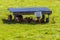 Chickens cooling under a shade shelter