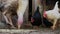 Chickens of different colors walk around the yard and eat grain