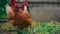 Chickens on dried grass in enclosure. Brown hens walking on heap of dried grass in enclosure on summer day on farm