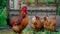 Chickens on dried grass in enclosure. Brown hens walking on heap of dried grass in enclosure on summer day on farm