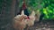 Chickens on dried grass in enclosure. White hens walking on heap of dried grass in enclosure on summer day on farm