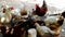 Chickens and ducks eating feed together, brotherhood of animals, co-fed poultry